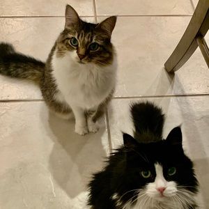 Meet your Posher, Darlene